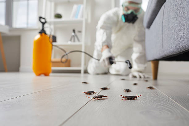 Post-Treatment Bed Bug Interceptor Monitoring in Interlaken